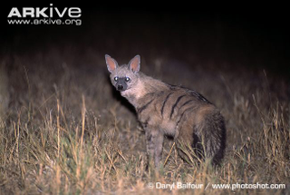 Illustration for article titled Wednesday Hyena - Proteles cristata Edition
